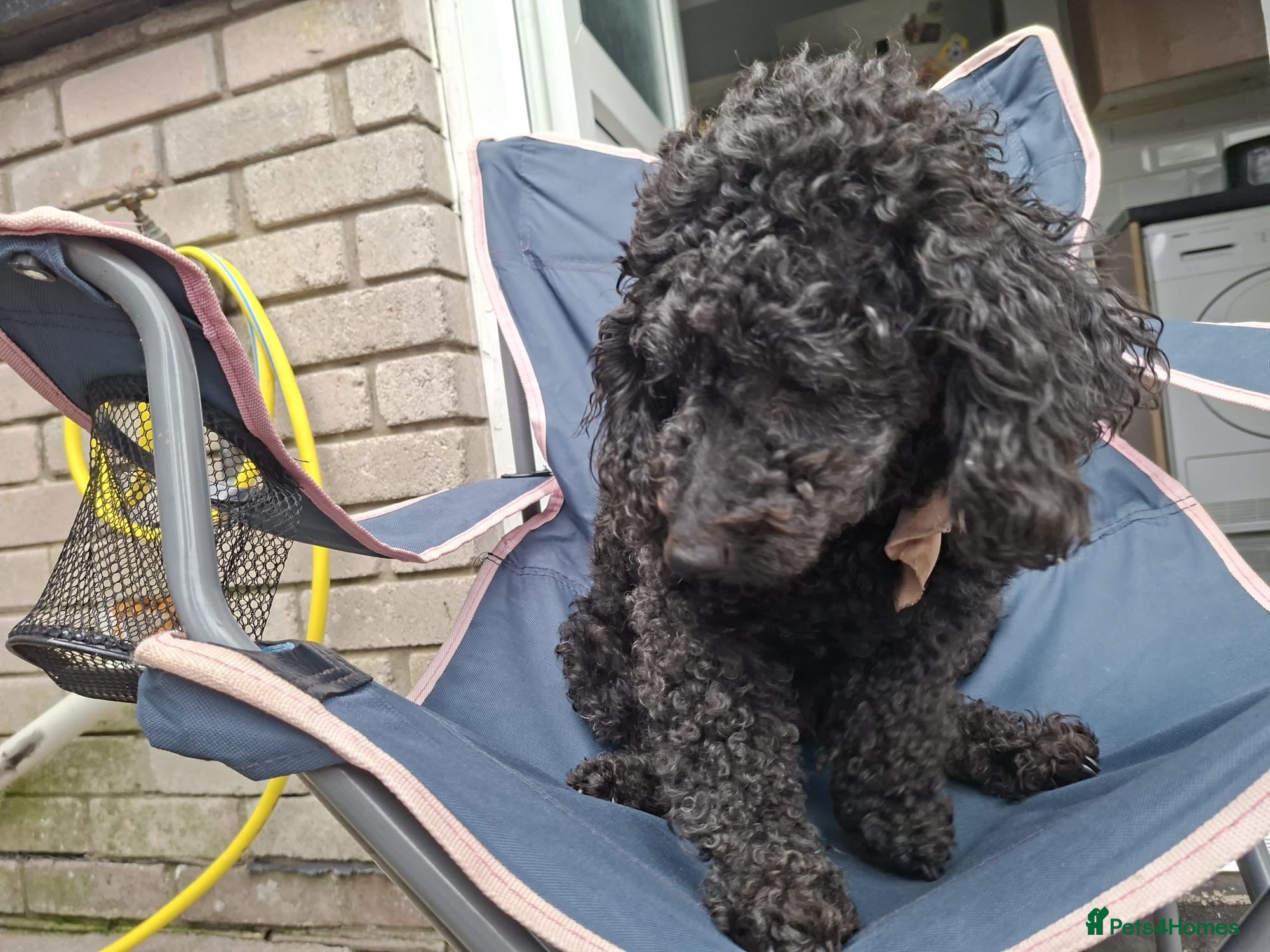 Poochon dogs F2 poochons - Advert 1