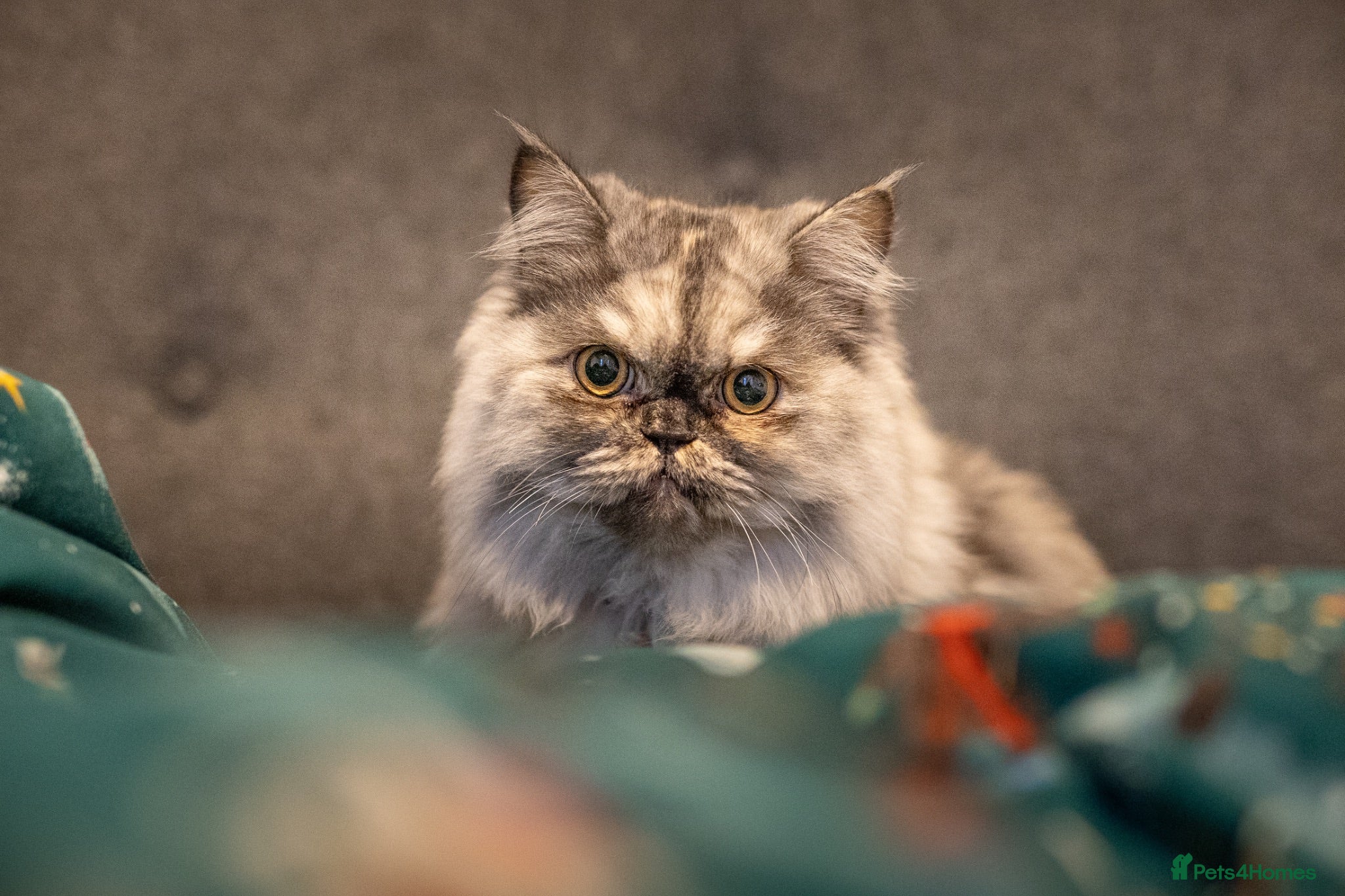 Persian cats Stunning Shadow looking for a home. (Indoor only) - Advert 5