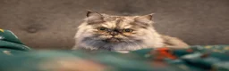 Persian cats for sale: Stunning Shadow looking for a home. (Indoor only) - Advert 1