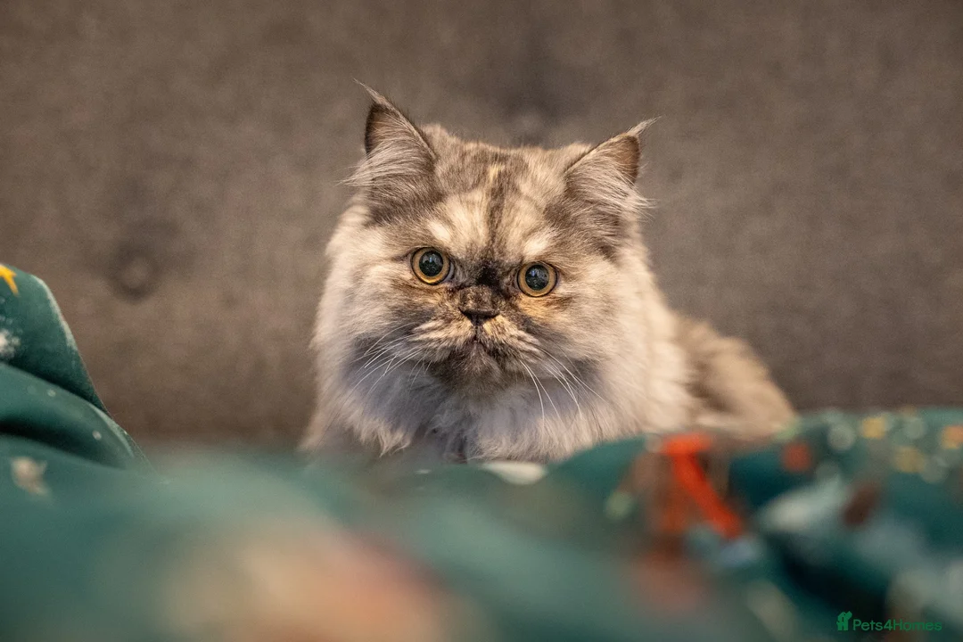 Persian cats for sale: Stunning Shadow looking for a home. (Indoor only) - Advert 1