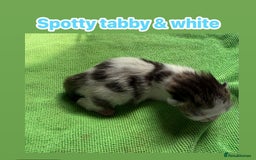 Norwegian Forest Cat cats for sale: Stunning friendly family raised kittens - Image 4