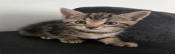 Mixed Breed cats for sale: Mixed Bread Kittens  - Advert 8