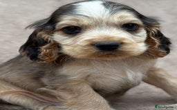 Cocker Spaniel dogs for sale: Show cocker spaniel puppies  - Image 1