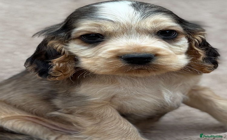 Cocker Spaniel dogs - Advert 1