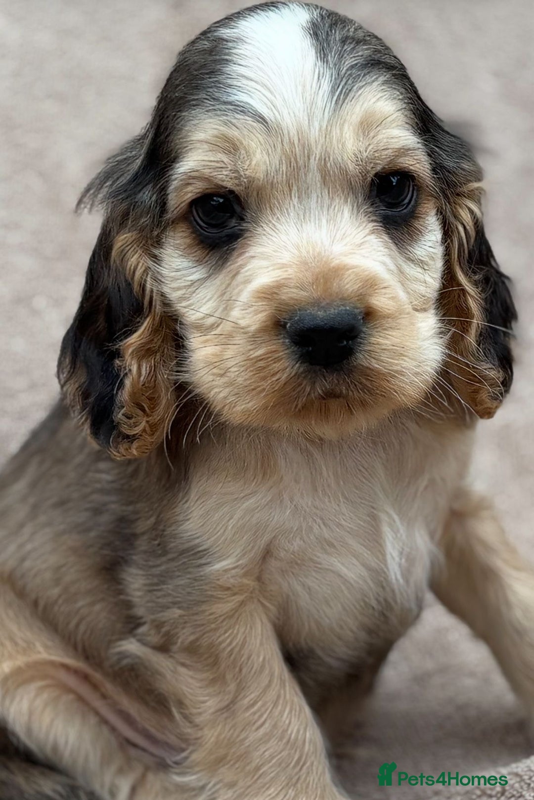 Cocker Spaniel dogs for sale: Show cocker spaniel puppies  - Image 1