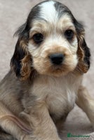 Cocker Spaniel dogs - Advert 16