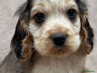 Cocker Spaniel dogs - Advert 34
