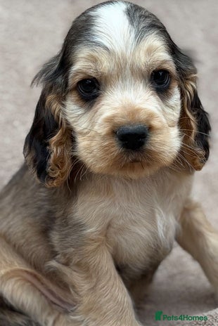 Cocker Spaniel dogs - Advert 1