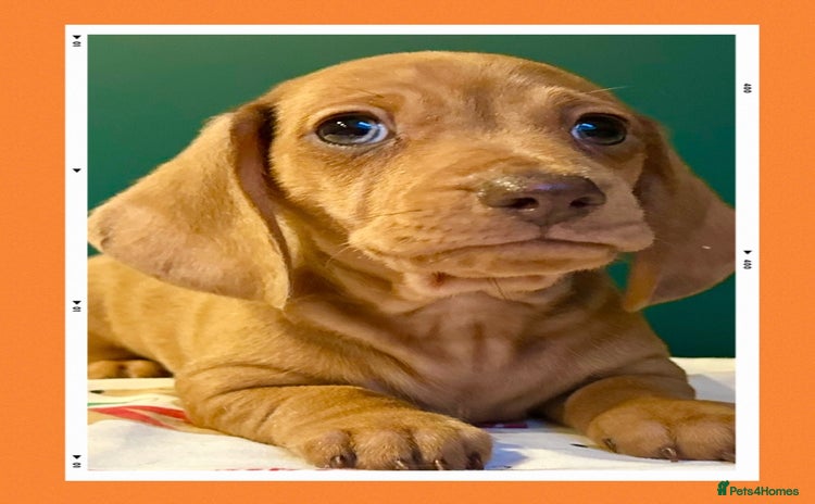 Miniature Dachshund dogs - Advert 3