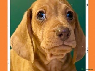 Miniature Dachshund dogs - Advert 6