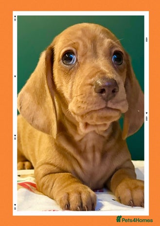 Miniature Dachshund dogs - Advert 3