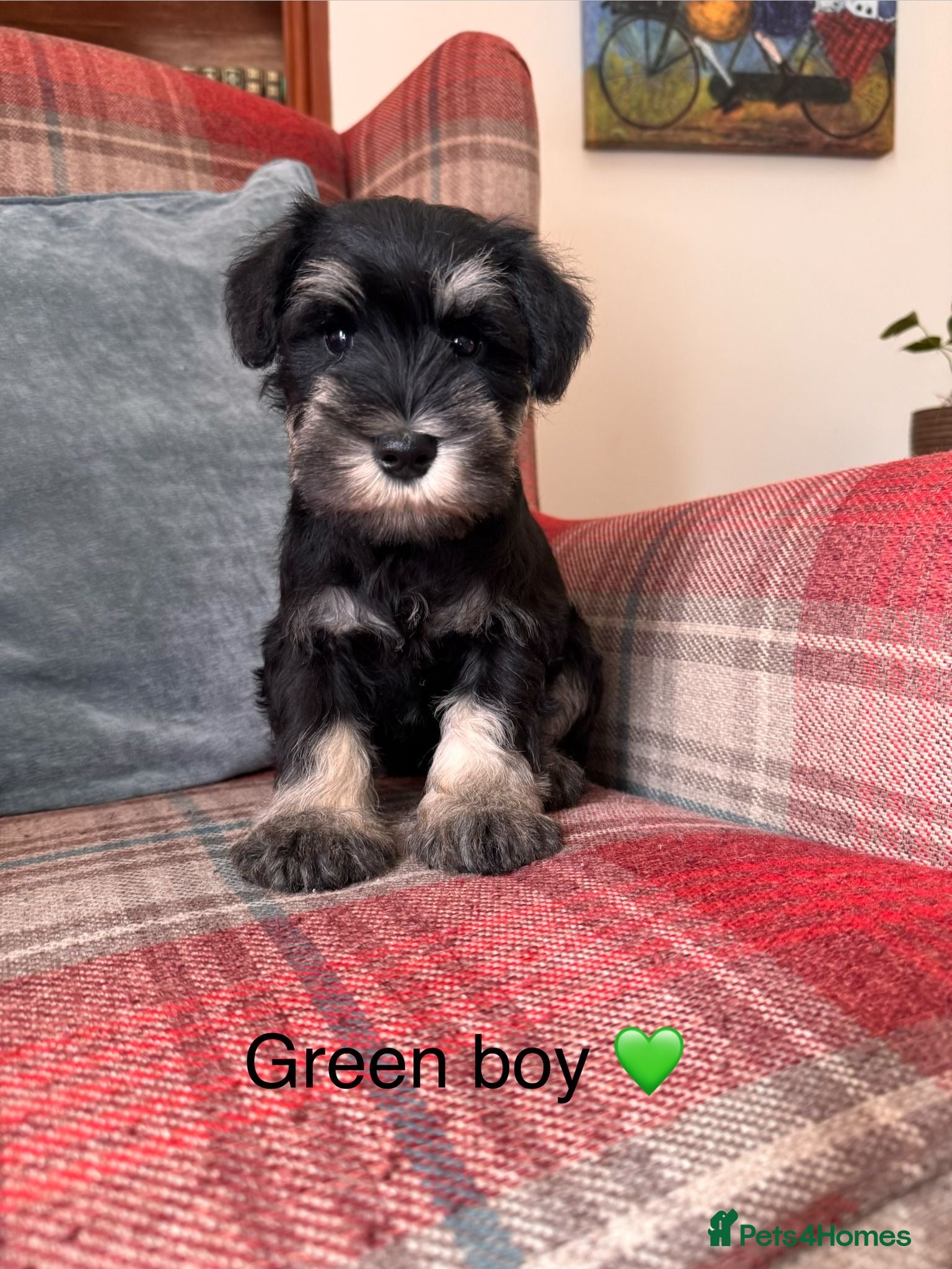 Miniature Schnauzer dogs KC Registered, Health Tested Puppies available  - Advert 1