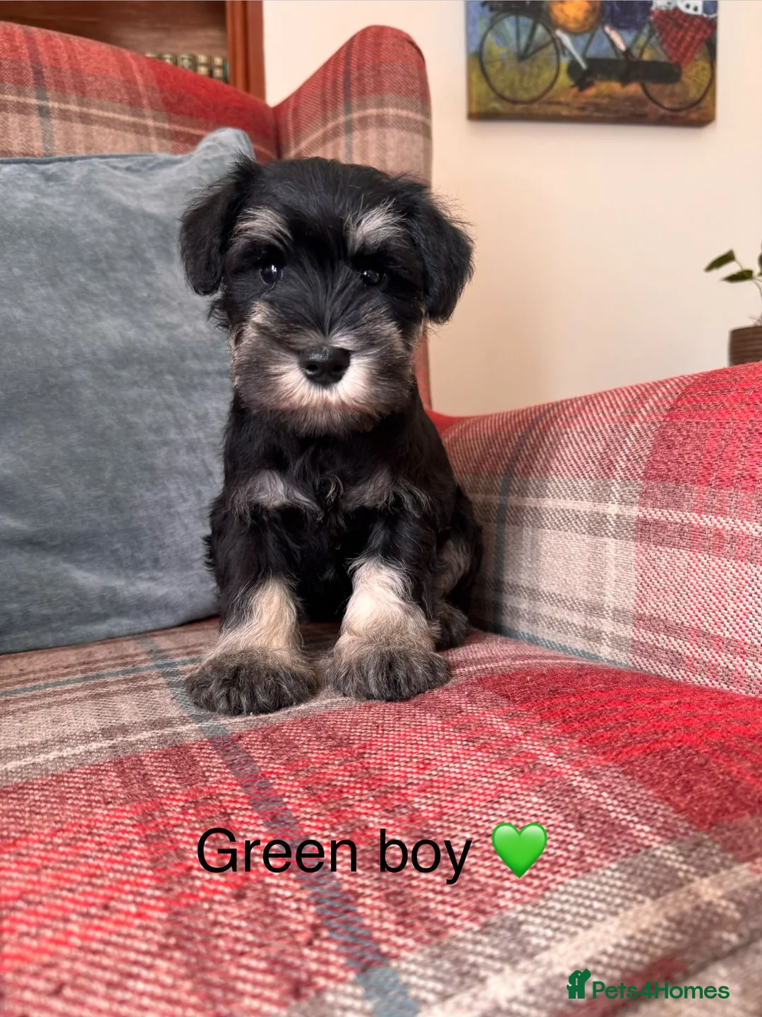 Miniature Schnauzer dogs for sale: KC Registered, Health Tested Puppies available  - Advert 1