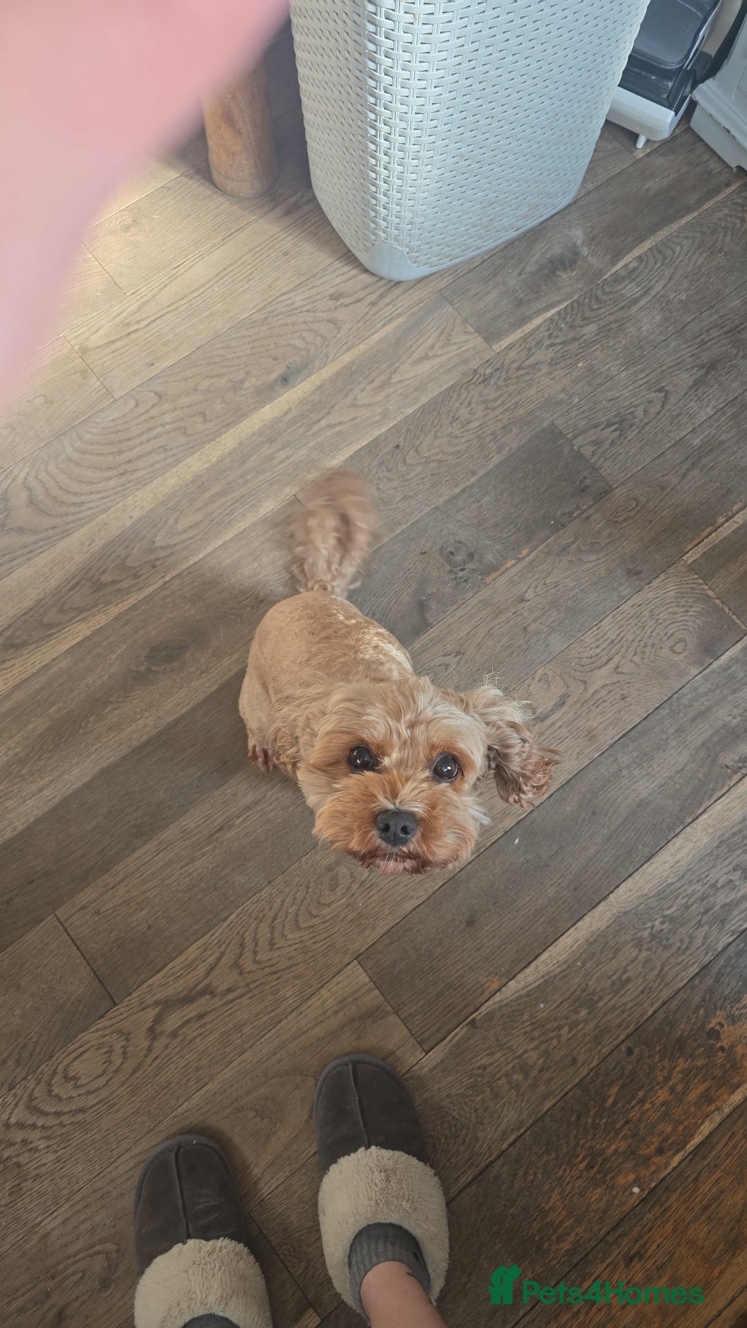 Cavapoo dogs for sale: Red F2B Cavapoo  - Image 7