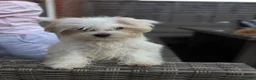 Bichon Frise dogs for sale: Bichon in Basingstoke - Advert 1