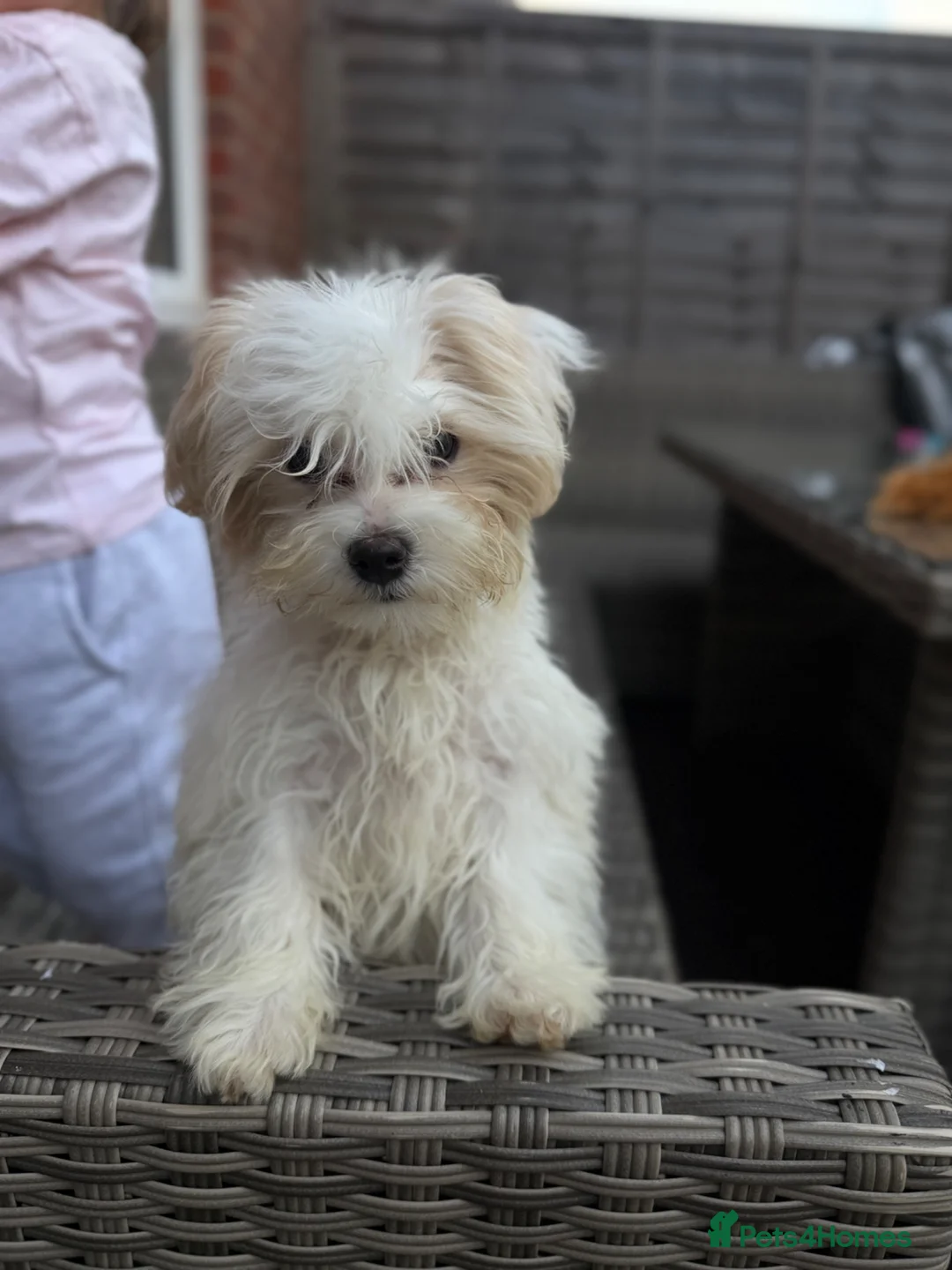 Bichon Frise dogs for sale: Bichon in Basingstoke - Advert 1