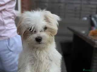 Bichon Frise dogs Bichon - Advert 1