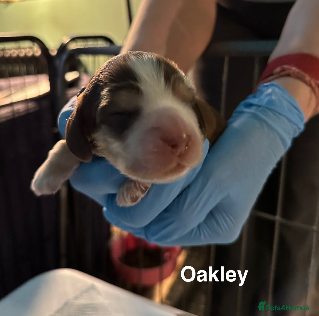 Cocker Spaniel dogs for sale: KC Sable Show Cocker Spaniels  - Image 11