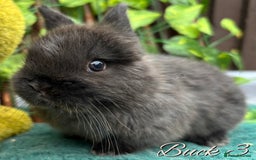 Netherland Dwarf rabbits for sale: Show Quality Pure Bred Netherland Dwarfs - Image 4