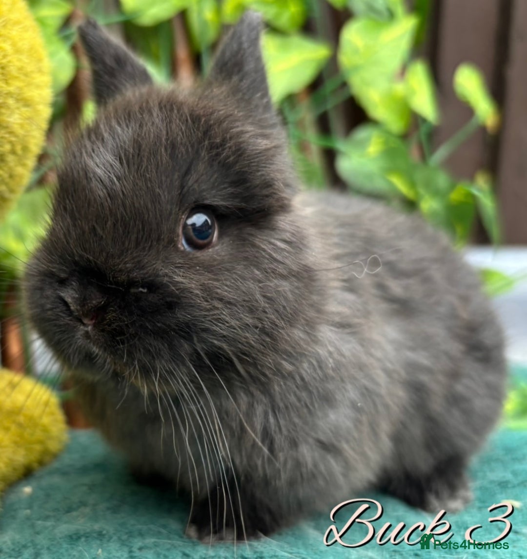 Netherland Dwarf rabbits for sale: Show Quality Pure Bred Netherland Dwarfs - Image 4