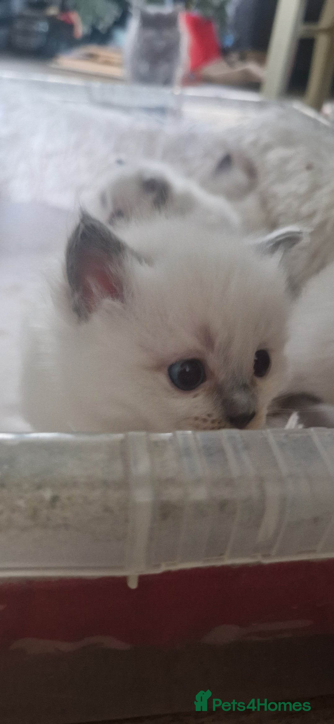 Ragdoll cats for sale: Pure Bred Ragdolls - Advert 11