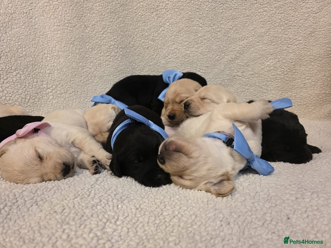 Goldador dogs for sale: Goldador puppies - Image 8