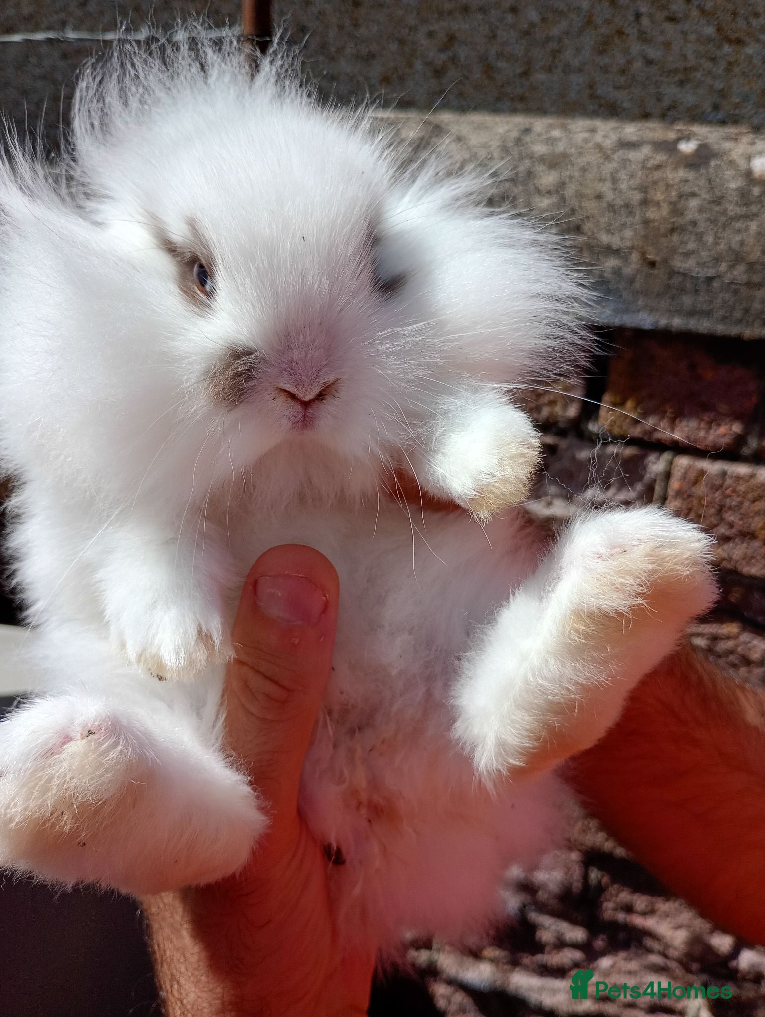 Mini Lion Lop rabbits Mini lop and mini lion lops - Advert 5