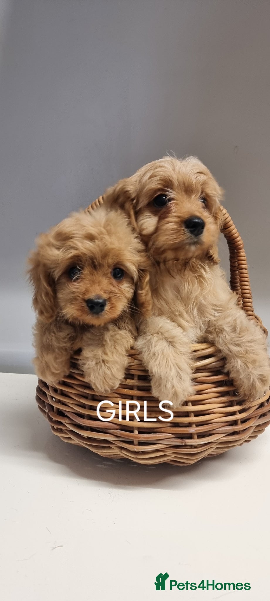 Cavapoo dogs TOY f1 cavapoos READY NOW MASSIVLY REDUCED  - Advert 10