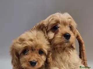 Cavapoo dogs TOY f1 cavapoos READY NOW MASSIVLY REDUCED - Advert 10