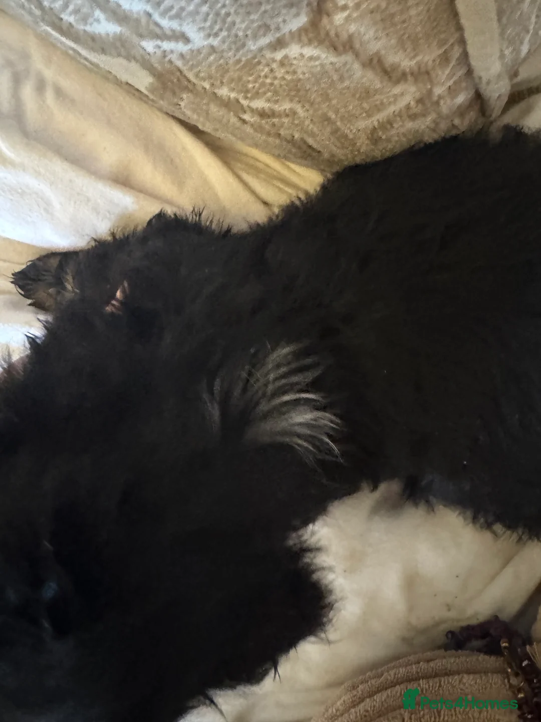 Miniature Dachshund dogs for sale: Miniature dachshunds - Advert 17