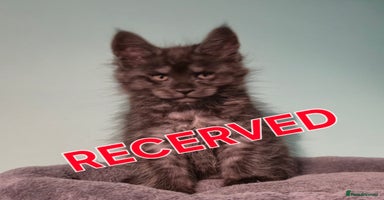 Maine Coon cats - Advert 1