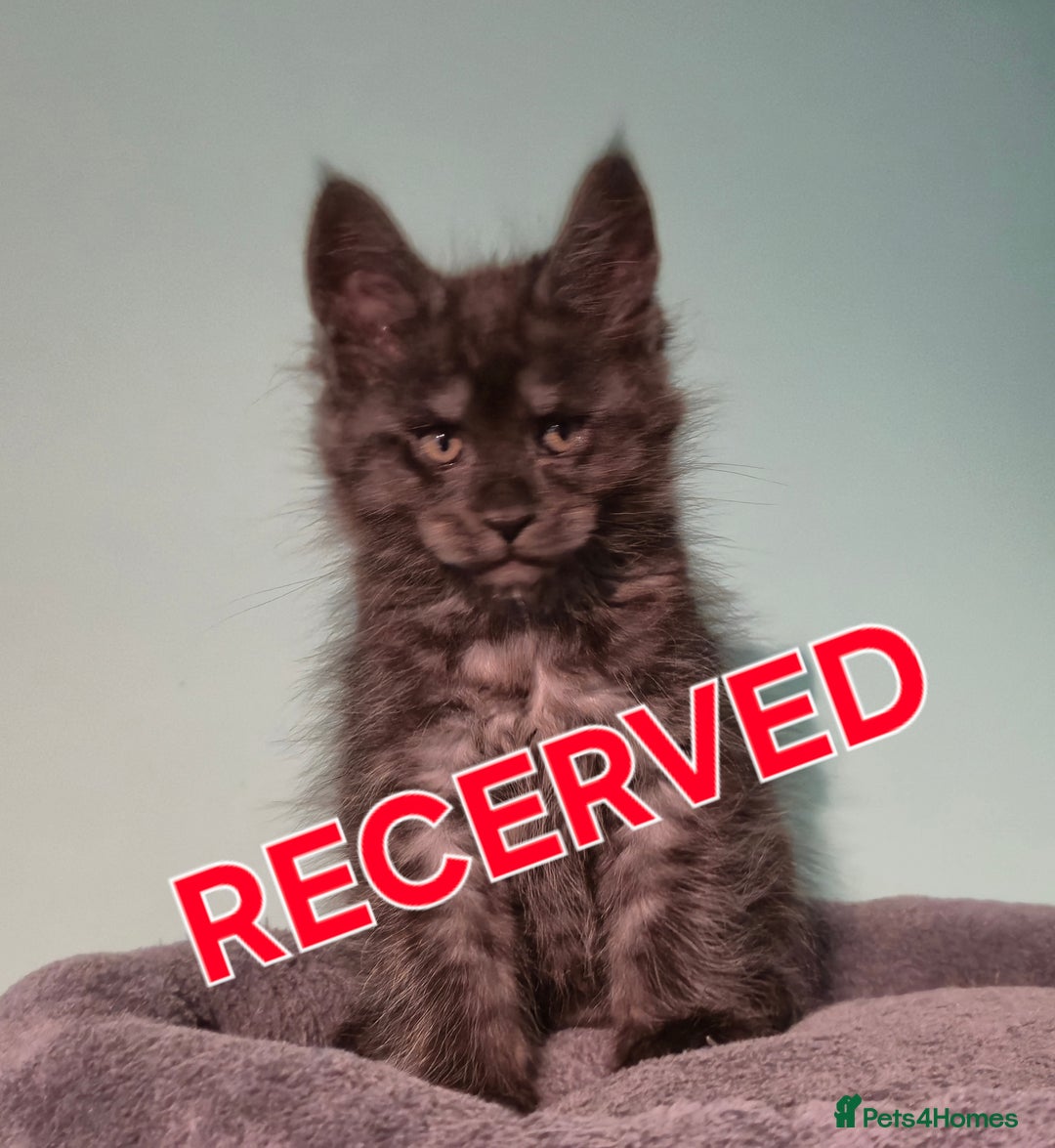 Maine Coon cats for sale: XXL Maine Coon kittens - Image 7