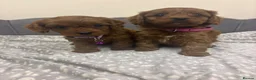 Cavapoo dogs for sale: Stunning F1 Toy Cavapoo Pups - Advert 28