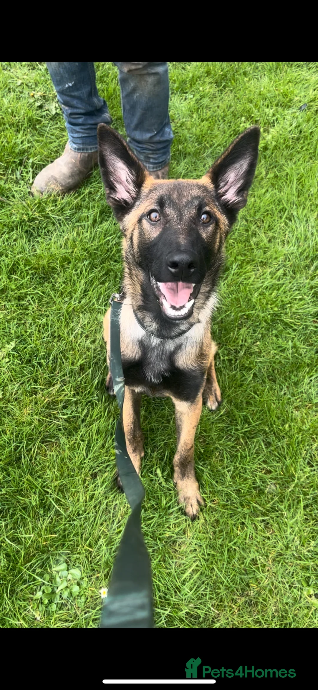 Belgian Shepherd Dog dogs for sale: Enzo! - Advert 4