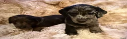 Mixed Breed dogs for sale: Stunning quality Daxipoo pups   - Advert 9