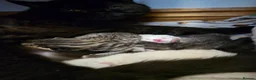 British Shorthair cats for sale: Beautiful GCCF Registered Kittens For Sale - Advert 4
