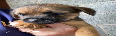 Border Terrier 3