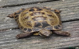 Tortoise reptiles for sale: Horsefield Tortoise - Image 1