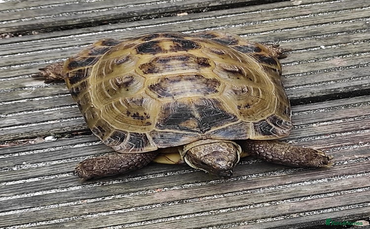 Tortoise reptiles - Advert 5