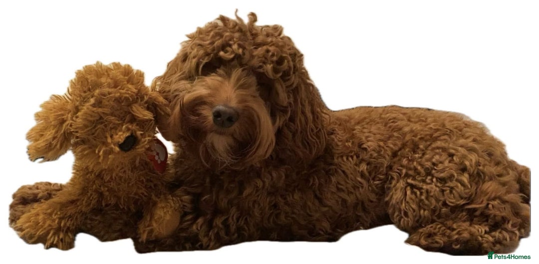 Cockapoo dogs for sale: Beautiful Cockapoo puppies - Advert 1