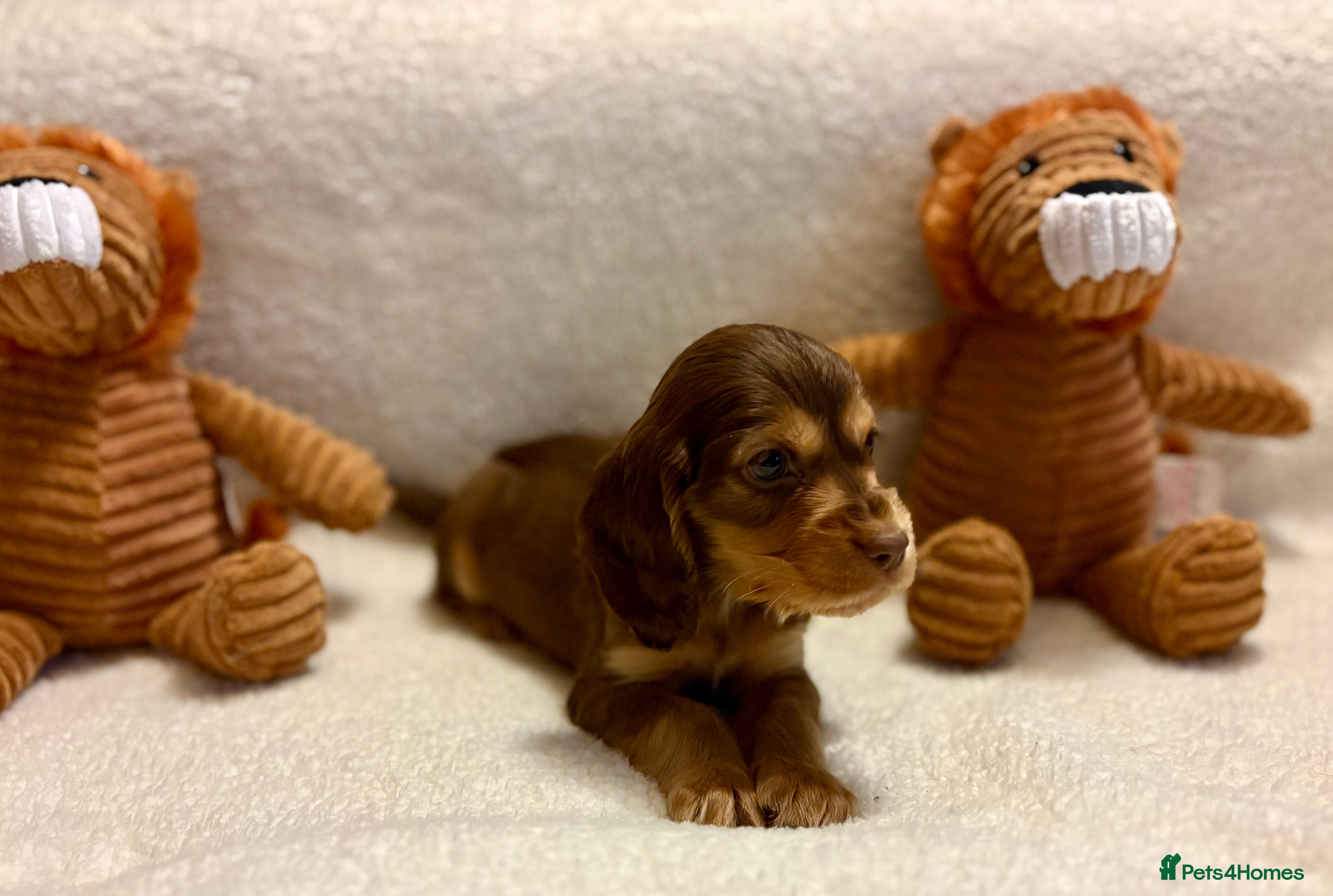 Cocker Spaniel dogs Show type spaniels - Advert 5