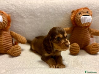 Cocker Spaniel dogs Show type spaniels - Advert 2