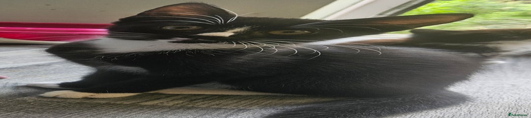 British Longhair Kitten 3