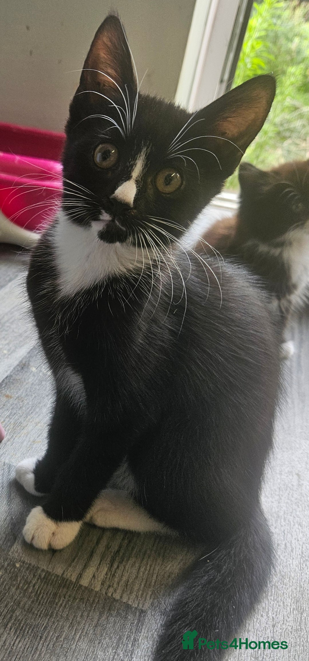 Mixed Breed cats for sale: Mixed kittens - Image 2