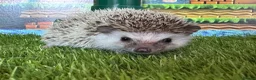 Pygmy Hedgehog rodents for sale: Pretty APH ready for their new homes - Advert 5