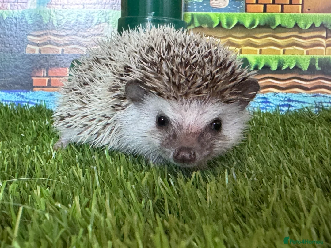 Pygmy Hedgehog rodents for sale: Pretty APH ready for their new homes - Advert 5