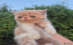 Exotic cats for sale: 🏆Champion sired exotic and Persian kittens 😸 ♥️  - Image 5