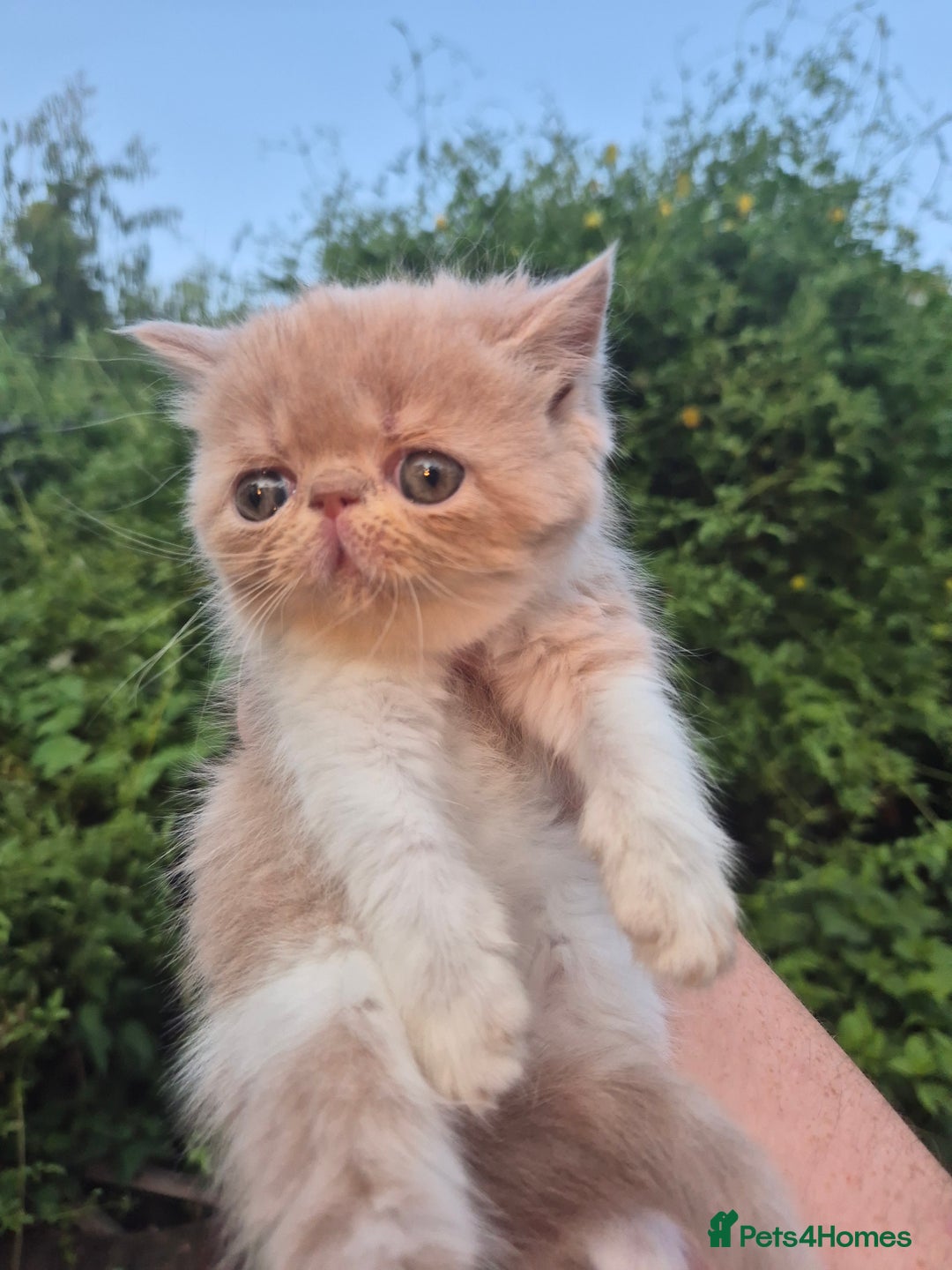 Exotic cats for sale: 🏆Champion sired exotic and Persian kittens 😸 ♥️  - Image 5