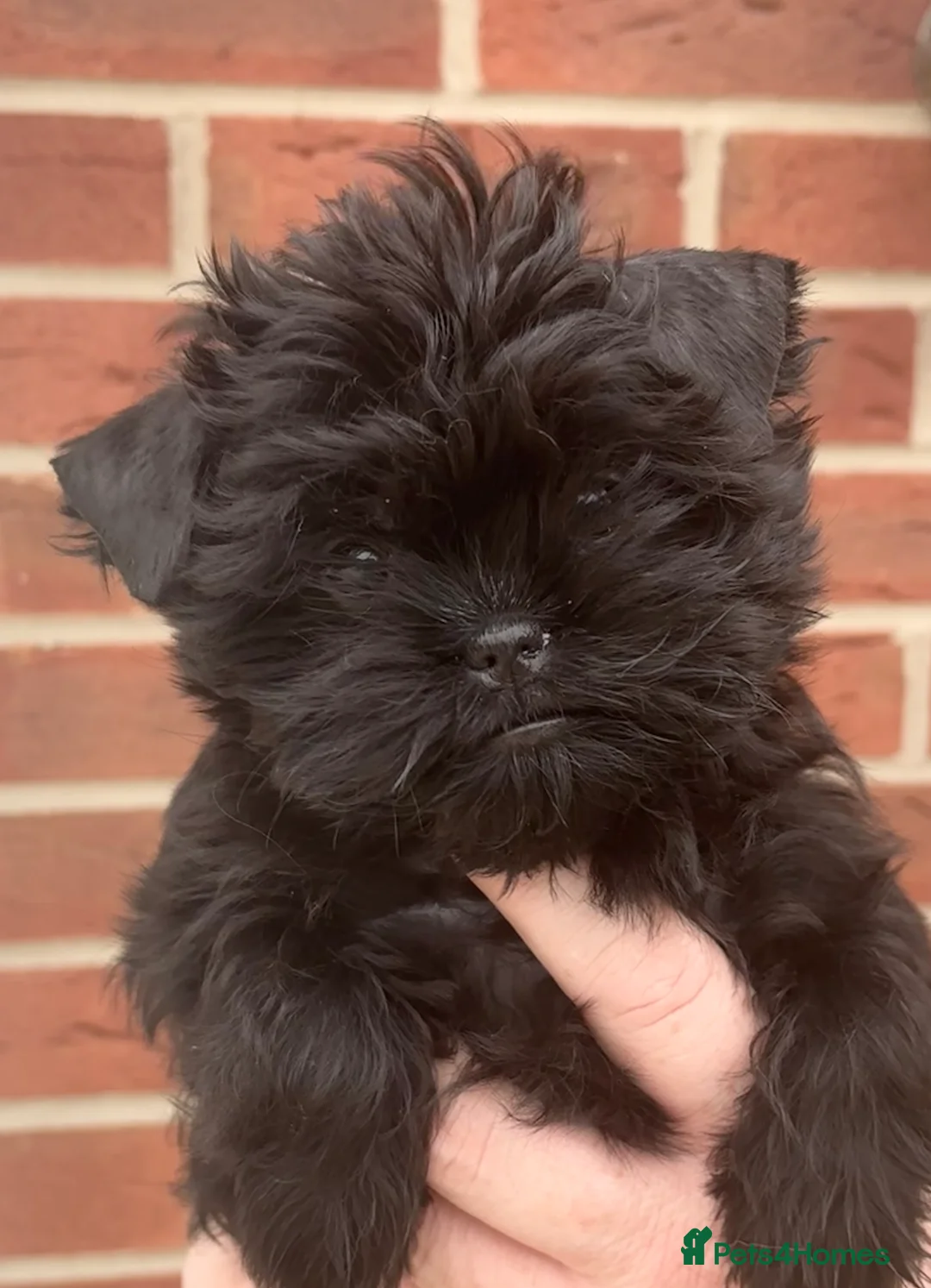 Affenpinscher dogs for sale: Affenpinscher puppies  - Advert 1