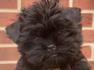 Affenpinscher dogs Affenpinscher puppies - Advert 14